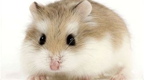 whamstee|TOP 10 BEST Hamster Breeder near Ashburn, VA 20147